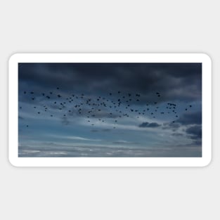 A Small Murmuration Of Starlings Sticker